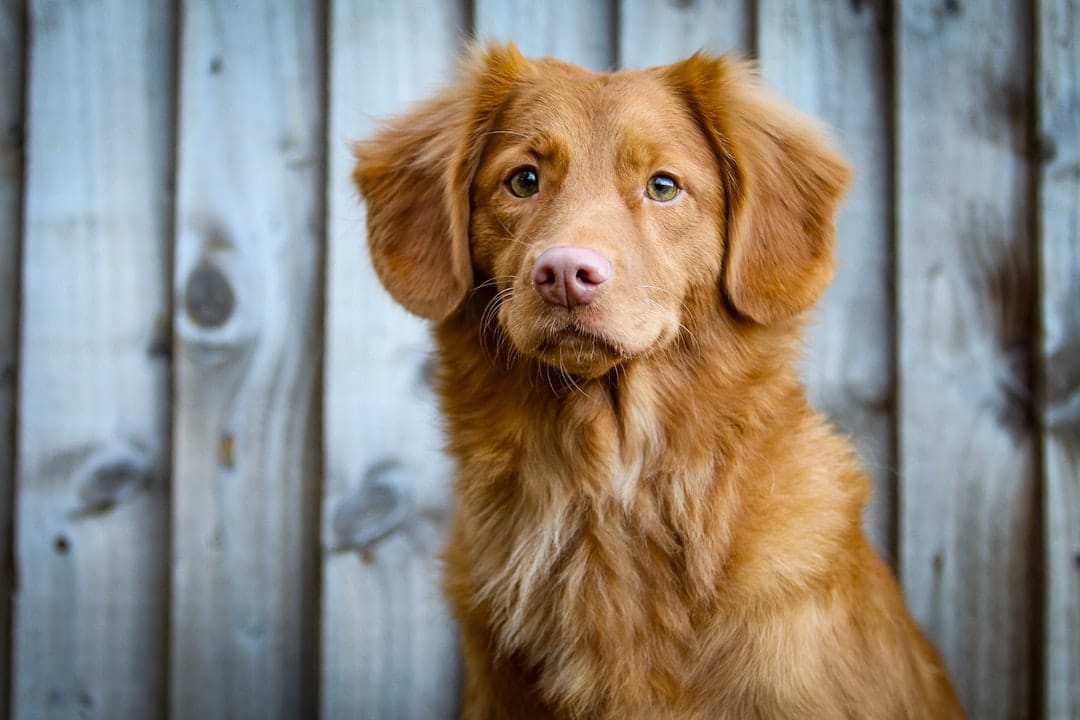 You are currently viewing Pet-Friendly Fences: Ensuring Safety and Freedom for Your Furry Friends